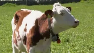 Swiss Cows 4K UHD