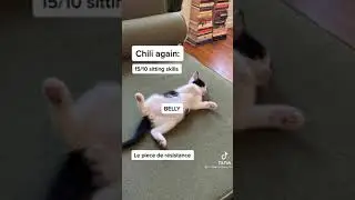 Rating how these silly cats sit