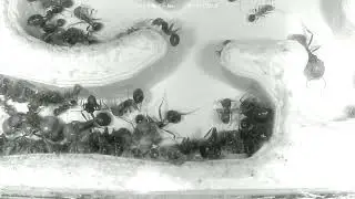 🐜 Nest, Day 1902 #1, Messor Barbarus Ant Farm Video Diary