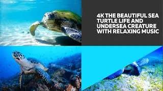 The Serene Beauty of Undersea Creatures - Relaxing 4K Videos