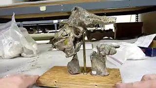 Allosaurus brain endocast &ndash; UMNH VP 6435 (=  UUVP 294)