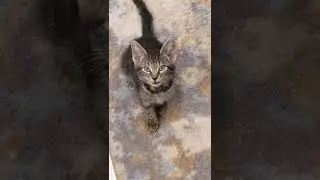 CAPER and His Tiny Meow