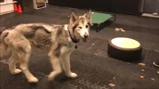 Alaska Dog Training movie  Awesome K9 Ottawa