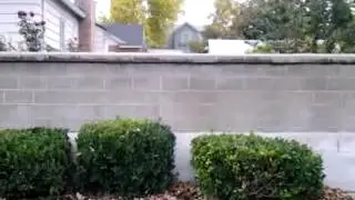 Dog Jumping As High As A Super Tall Fence