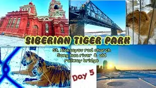 800 TIGERS AND RARE 🦁LIGERS IN THIS PARK | 🐯HARBIN SIBERIAN TIGER PARK #harbin #china #东北虎林园 #松花江