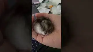 Pretty paws! 🐹❤️🐾 #cute #hamster