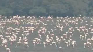flamingo bird in sewri mumbai india