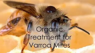 Organic Treatment for Varroa Mites | Alv&eacute;ole &copy;