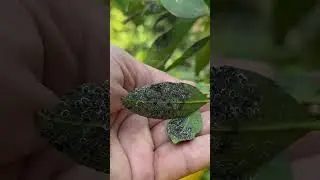 FUNGO PRETO NO C&Iacute;TRUS - N&Atilde;O SE RESOLVE COM ANTIGUNGO