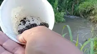 Mancing di kali saat air keruh coba cari sidat #mancing #fishing