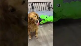 DOG VS TOY!  #cute #pets #dog