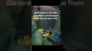 Buzzing Back to Life: Why Bees Matter and How Smart Gardening Can Save Them #bees #bumblebee