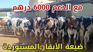 ضيعة الأبقار الحلوب المستوردة المليح نواحي فاس عين الشقف 0668415010 فرجة ممتعة وشكرا 