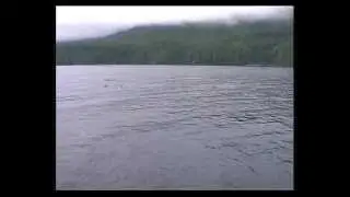 Amazing video of Killer Whales (Orcas) Orcella Expeditions, Vancouver Island, British Columbia
