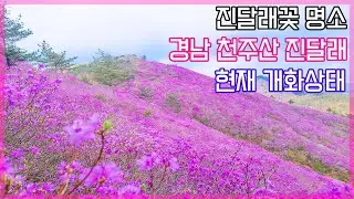 [4K] 진달래 명소 