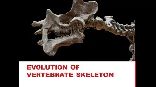 Support & Movement - Evolution of Vertebrate Skeleton (Urdu) Chapter 16, Lecture 22