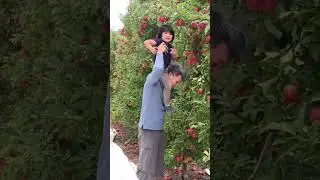 #applepicking