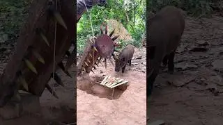 Amazing Quick Powerful Wild Pig Trap Make By Deep hole with sharp wood #campping #shorts