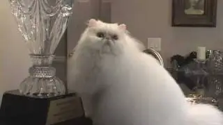 The Cotton States Cat Club