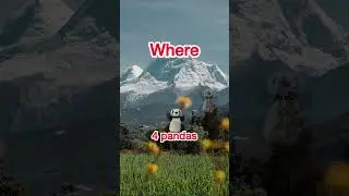 Find 4 pandas #shorts #hideandseek #funny