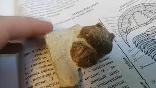 трилобит Asaphus