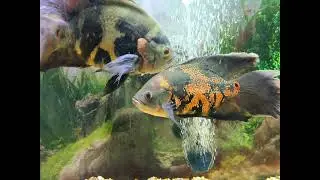 Veil Tail Oscars