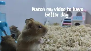 Routine Health Care of Hamsters #funnyhamsters #cuteanimals #hamsterpet #petscare #hamstercare