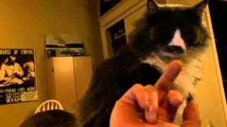 Cat Recoil