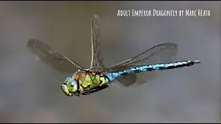 The British Dragonfly Society