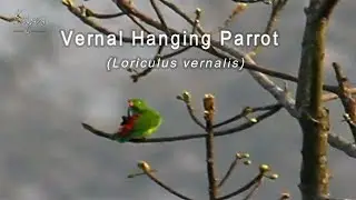 Vernal Hanging parrot Loriculus vernalis preening in the jungle