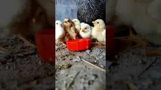 Quenching Their Thirst: AdorableChicks Sipping Water 🐥#CuteAnimals#BabyChicks #WaterDrinking#shorts
