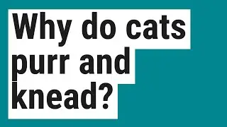 Why do cats purr and knead?