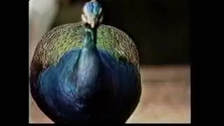 B&agrave;i H&aacute;t Thiếu Nhi - Con C&ocirc;ng - Hợp Ca Thế Hệ Trẻ 1995
