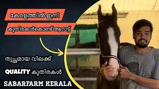 HORSE Sales & Breeding Farm Kerala /സൈക്കിൾ വാങ്ങുന്നതുപോലെ തുച്ഛമായ വിലക്ക് കുതിരകൾ - SABAR FARM