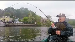 Kayak fishing for catfish and hickory shad