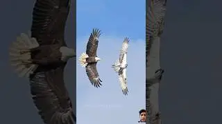 Eagle vs osprey #baldeagle #nature #ospreycam #birds #ospreys