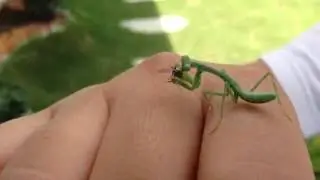 Feeding a Praying Mantis with a Fly