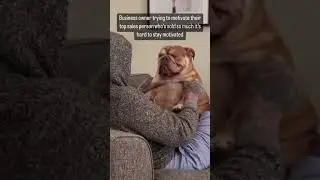 Finish the year strong #salesmemes #sales #meme #dog #cutedog