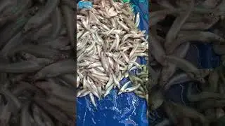 Tinkata Fish  Kata Batashi Mach  River Mini Fish  Awesome Fishing #Shorts