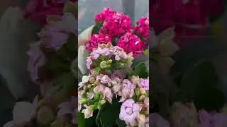 Flaming kate pink | Flower Video #shorts