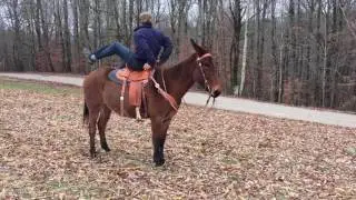 Percheron draft mule team for sale