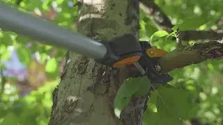 How to use tree pruners and branch saws