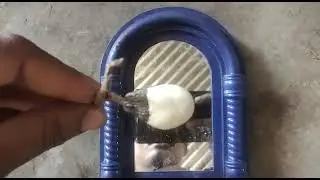 safed & white bhilawa original 7875574103 or price, kheti kaise kare full testing