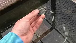 Aquí se encuentra la tortuga bebé que rescatamos!!😍🐢