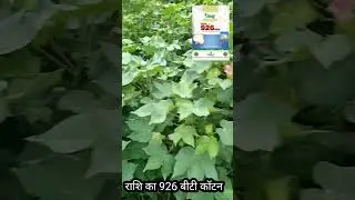 #rasi bt cotton seeds #926 ,#btcotton