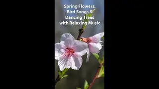 Spring Flowers, Bird Songs & Dancing Trees with Relaxing Music #shorts