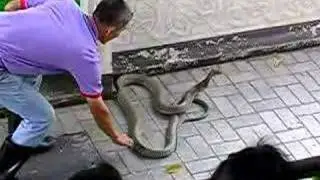 Queen Saovabha Memorial Inst. and Snake Farm in Bangkok 1/7
