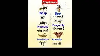 Flying insects name in english and hindi| insects name #hindi #shortsvideo