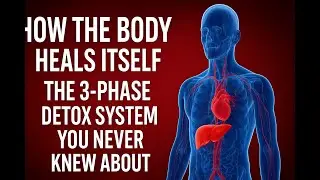 How the Body Heals Itself &mdash; The 3-Phase Detox System You Never Knew About