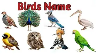  20 पक्षियों के नाम | Birds Name in Hindi & English | Kids Learning Bird Names | Birds with Pictures